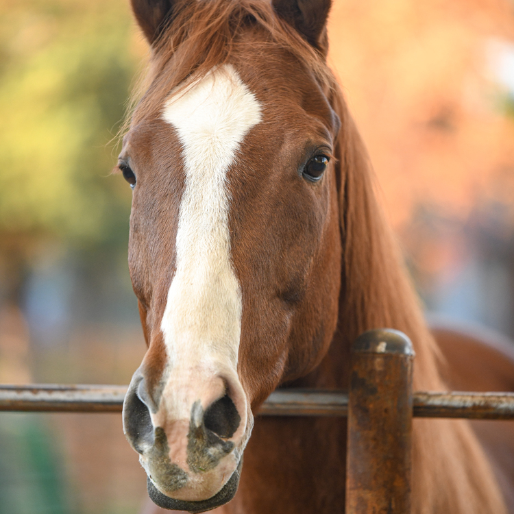 Animal fencing installed in Cedar Rapids, Iowa