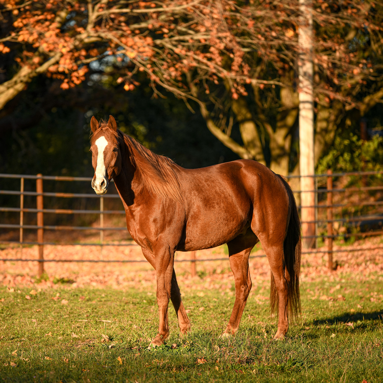 Animal fencing installed in Madison, Wisconsin